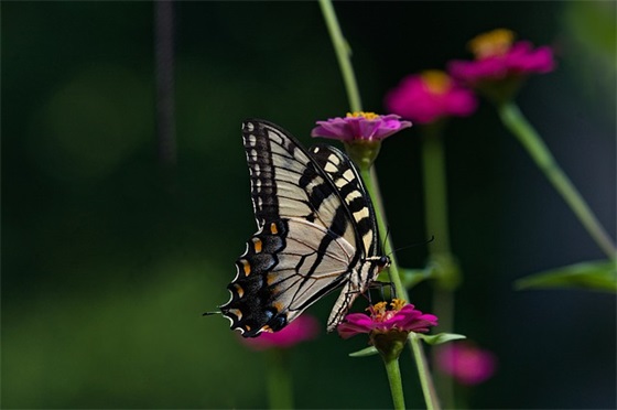 妈妈对女儿的爱的寄语短句-53句