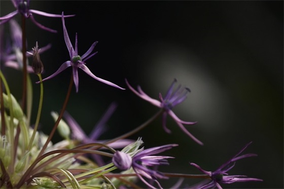 经典新春寄语-40句