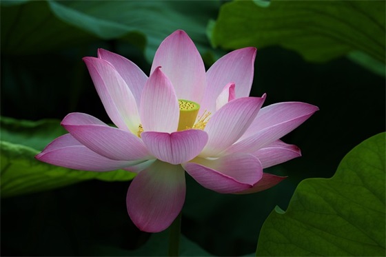 教师对学生的寄语励志一段话-55句