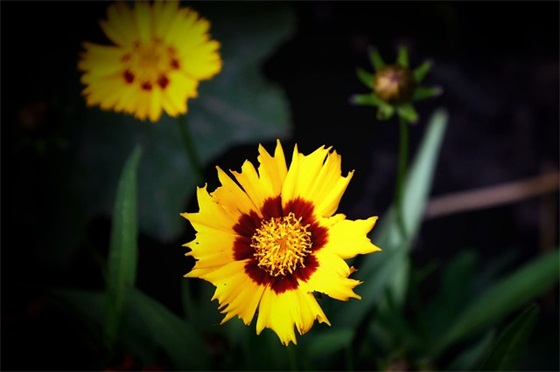 新年对孩子寄语-44句