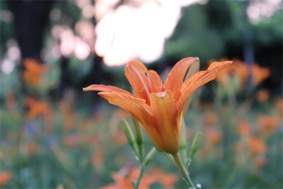 同年同月同日生寄语-37句