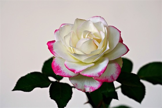 教师对学生的寄语励志一句话-50句