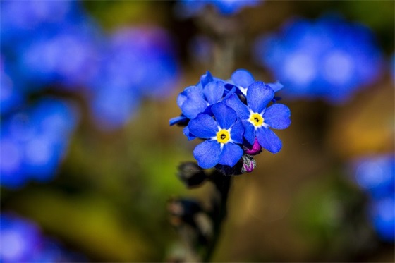 鼓励小学生努力上进的父母寄语-50句