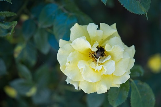 幼儿园学前毕业班寄语怎么学-28句