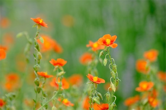 用鲜花形容人生的句子 用鲜花形容生活的句子