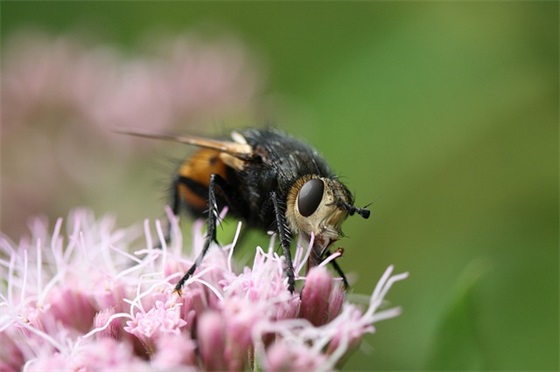 夸胖子的幽默句子,赞美胖子的幽默句子