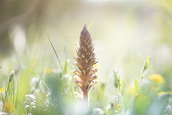 2025双十一活动购物句子 天猫双十一购物广告