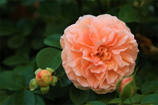 看照片回忆的感慨句子 看照片回忆优美句子