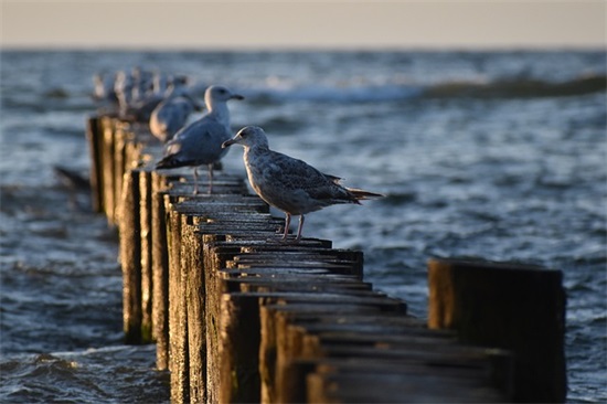 春节贺词祝福语100句