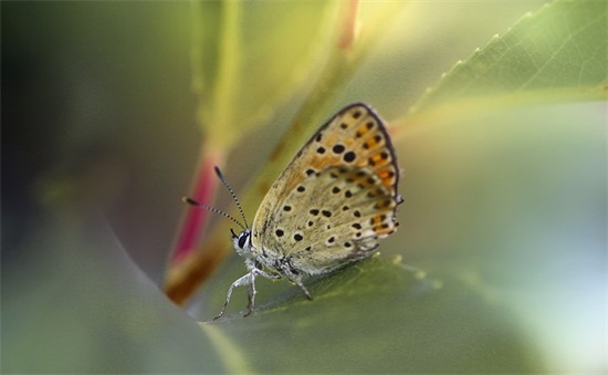 朋友母亲节短信91句