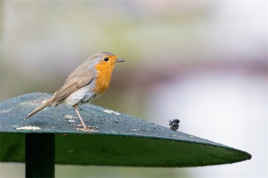 表达情感的短信117句