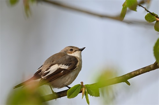 六一儿童节幽默短信70句