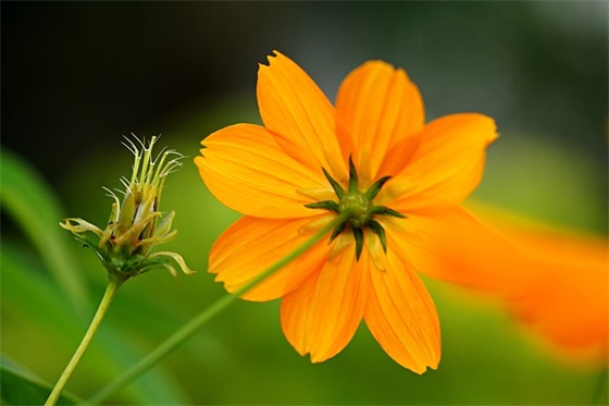 写给姐姐的新年祝福语 写给宝宝的新年祝福语