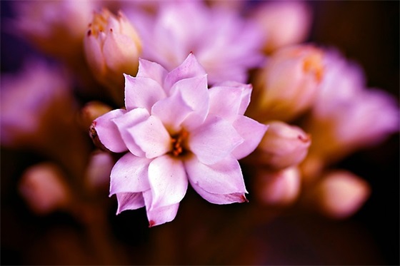 霸道又温柔的网名(62个)