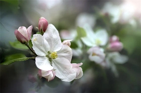 关于意难平的网名(优选64个)