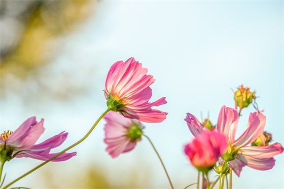 中考冲刺标语霸气口号 中考横幅标语口号