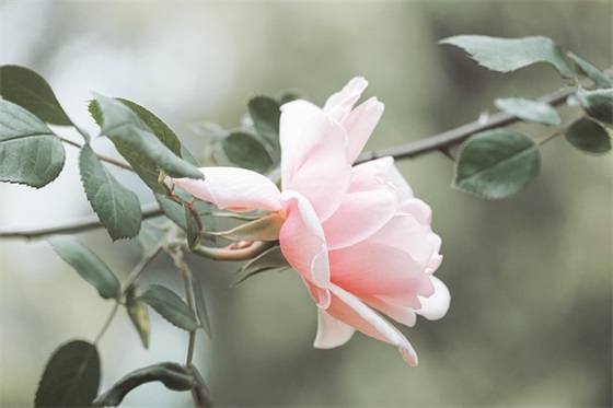 餐饮经营目标口号大全84句