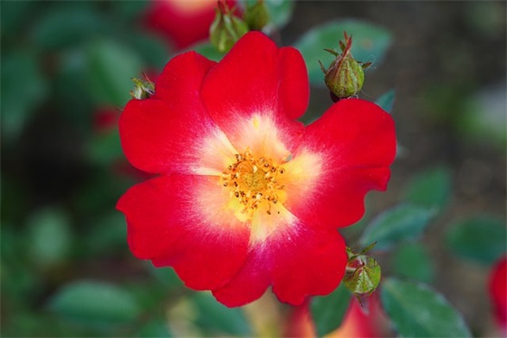 给好闺蜜的生日祝福语