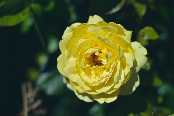 结婚周年祝福语简短精辟