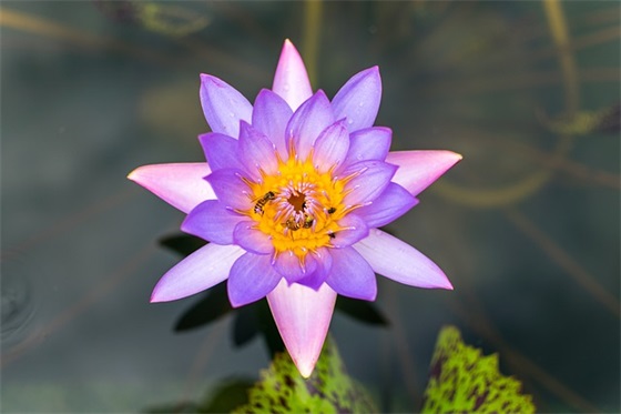 宝宝百天的祝福语 宝宝百天的唯美祝福语