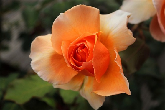 亲戚女儿结婚祝福语