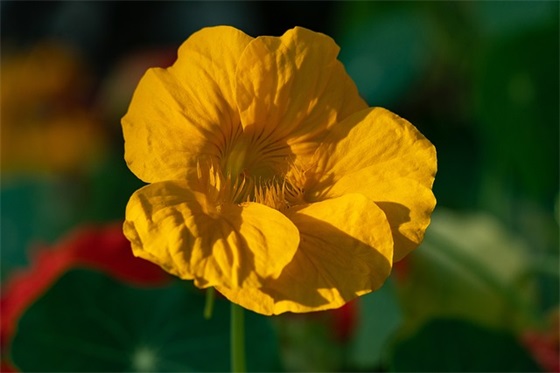 2026年国庆节的优秀祝福语