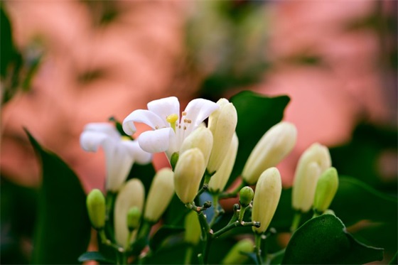关于国庆节的祝福语 国庆节四字祝福语
