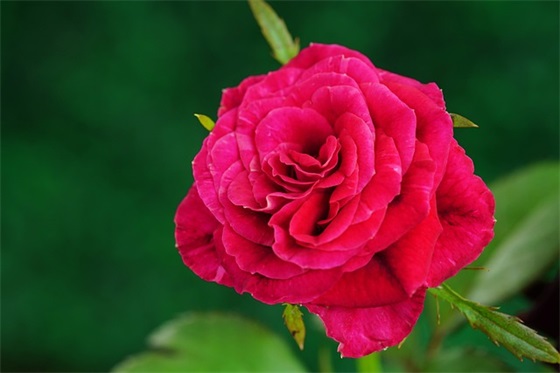 对宝宝成长的祝福语37句