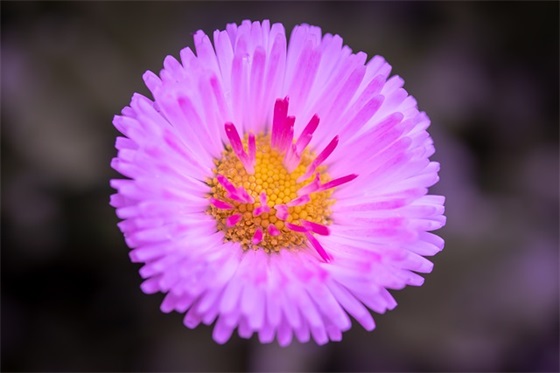 60岁做寿祝福语四个字 60岁老人过寿祝福语