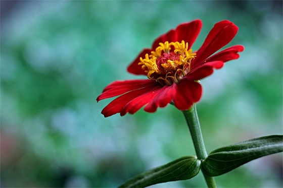 恭祝学业的祝福语 恭祝孩子学业有成的祝福语