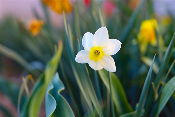 2025年送给高三考生学习的优美句子大全(精选100句)