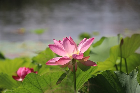 关于发朋友圈想哭无奈的句子 咽下所有的心酸和委屈的句子