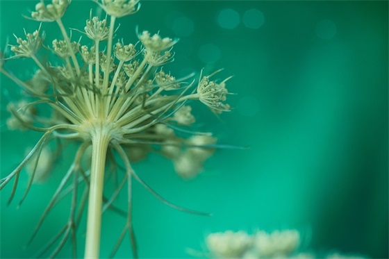 2025年妇女节感恩句子文案精选（精选100句）