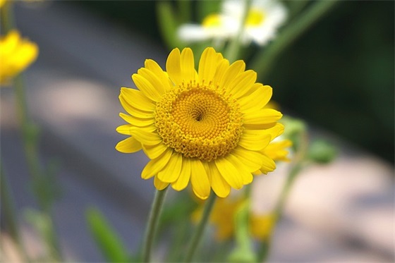 夫妻正能量奋斗的句子(求几句特别励志，有正能量的句子)