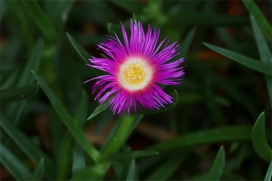 关于月亮的优美句子