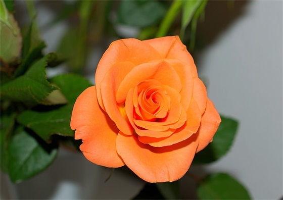 笑对人生的励志短句 笑对人生的励志句子