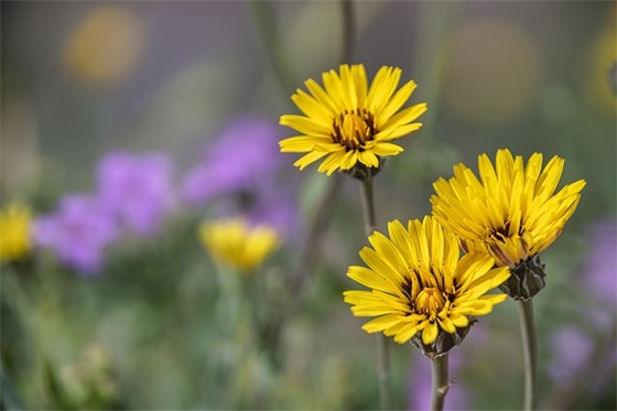 贺卡祝福语妹妹42句