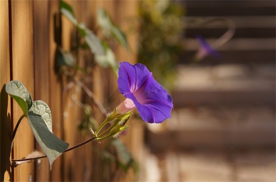 史上最肉麻的生日祝福语 最肉麻的生日祝福语