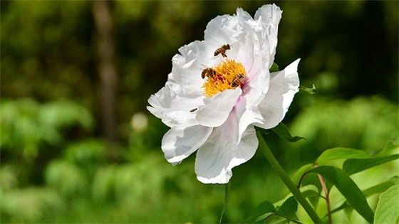 大年初五迎财神祝福语2026 虎年迎财神的吉祥话