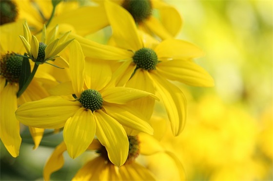 教师节微信感恩祝福语