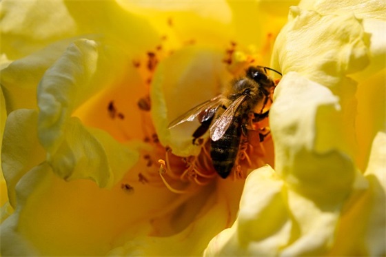 经典除夕祝福语