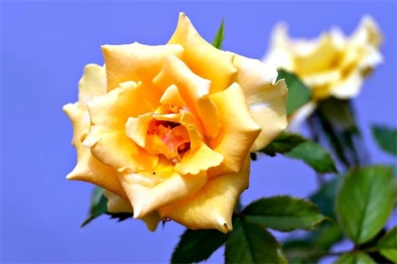 高考加油的励志语录 高考加油的祝福语