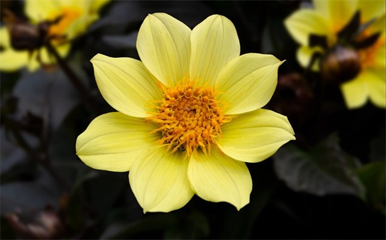 新年祝福配图文案 新年祝福文案