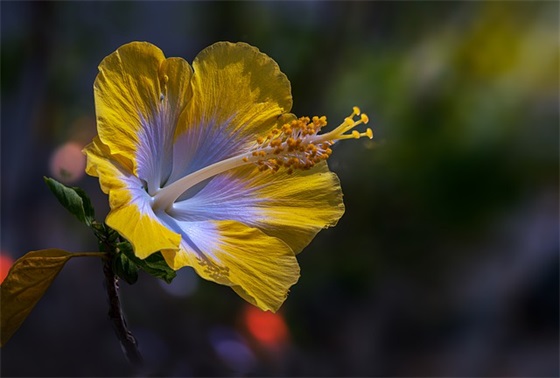 送给小朋友的元旦祝福语