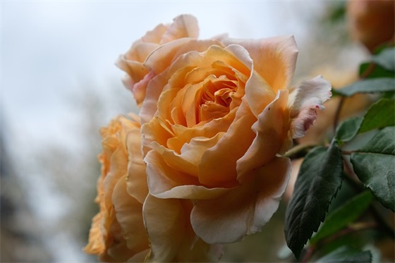 简短搞笑新年祝福语48句