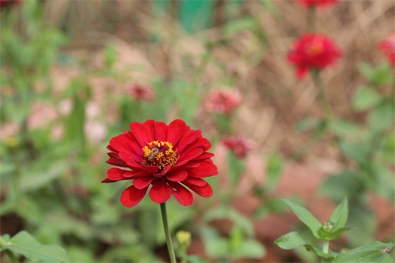 结婚祝福语英文版浪漫