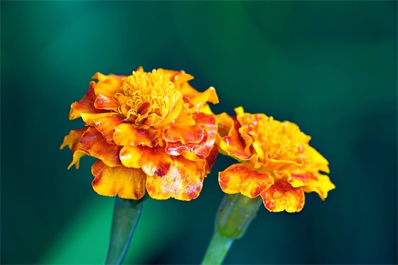 励志高考口号85句