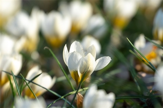 翠绿色宣传语 绿色宣传标语 翠绿色宣传语 绿色宣传标语