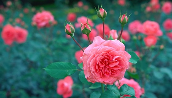 2025年虎年开门红口号霸气押韵 2025虎年保险开门红口号