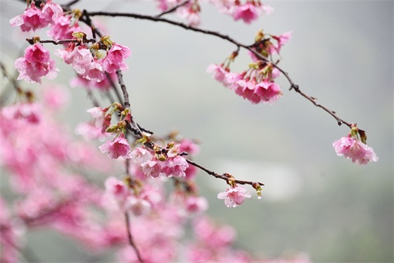 端午网红祝福语44句